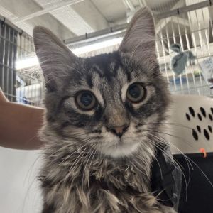 Marshmallow is on site at our adoption center in SoHo Marshmallow is a four-month-old female This 