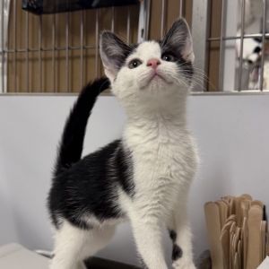 Snapple is on site at our adoption center in SoHo Snapple is a three-month-old female Whether chas