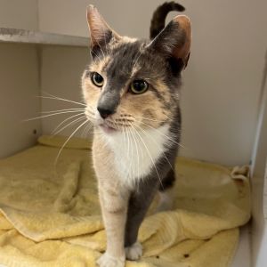 Brie is on site at our adoption center in SoHo Brie is a three-year-old female She is a gorgeous 