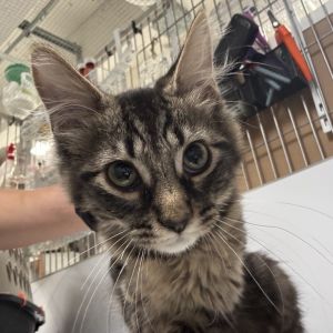 Chocolate is on site at our adoption center in SoHo Chocolate is a four-month-old male Who doesnt
