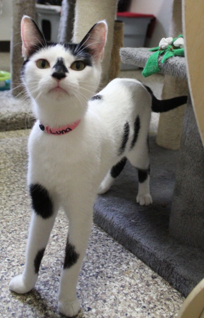 Luna