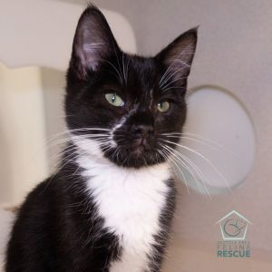Kittens under 6 months old are adopted in pairs It is important for them to go to a home with