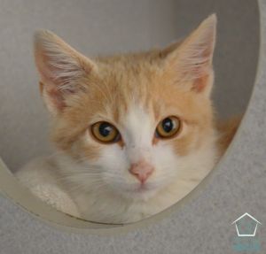Kittens under 6 months old are adopted in pairs It is important for them to go to a home with