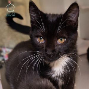 Kittens under 6 months old are adopted in pairs It is important for them to go to a home with