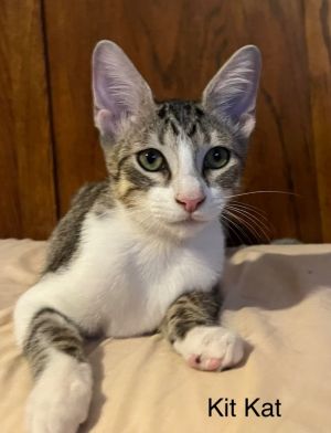 Kit Kat, Baby Male Domestic Short Hair