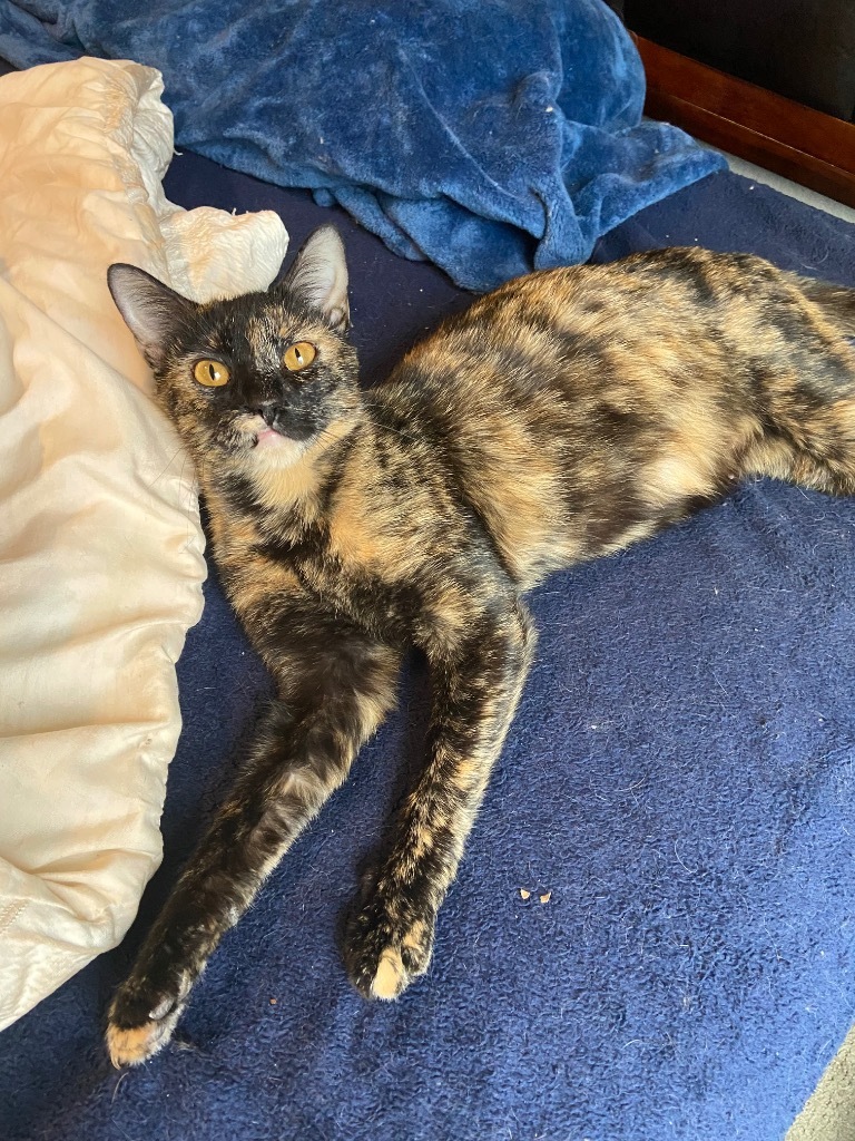 Toffee