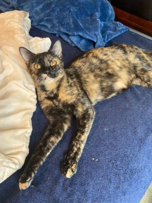 Toffee, Young Female Domestic Short Hair