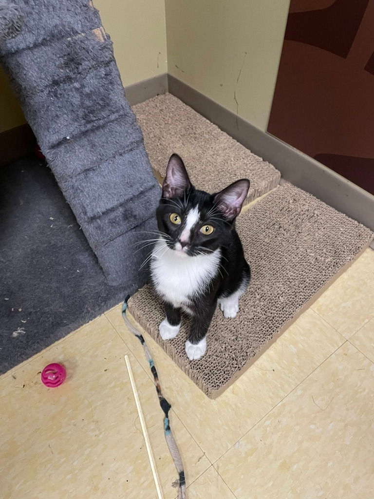 Kenny (Bonded with Tammy)