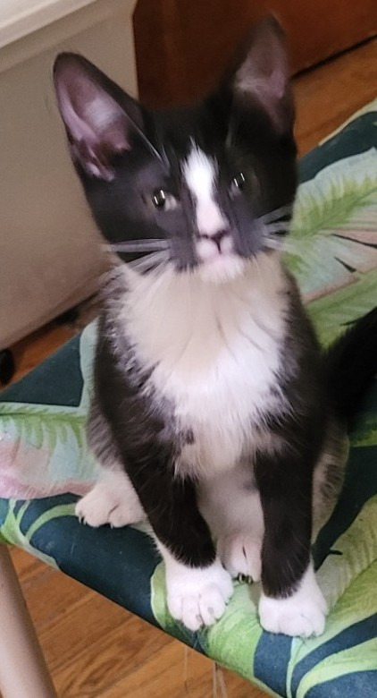 Kenny (Bonded with Tammy)