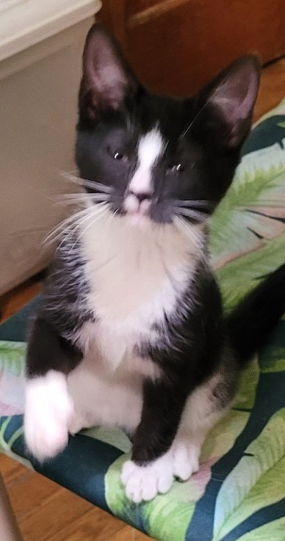 Kenny (Bonded with Tammy)