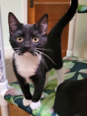 Tammy (Bonded with Kenny), Baby Female Domestic Short Hair