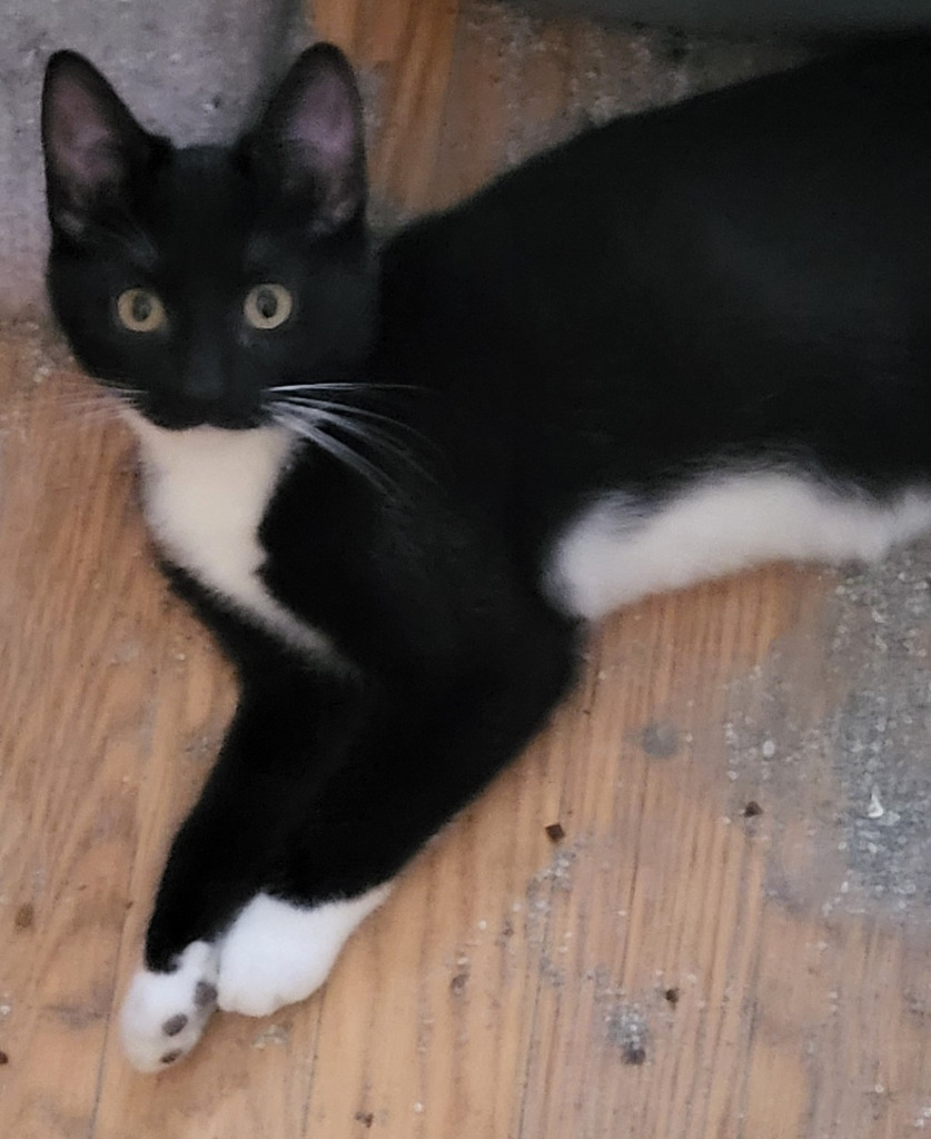 Tammy (Bonded with Kenny)