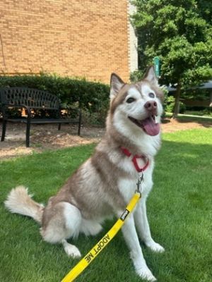 Meet Picasso - The Coolest Pup on the Block Picasso is a petite 45-pound Husky with a calm happy vi