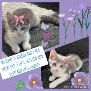 Athena (courtesy post) Domestic Short Hair Cat