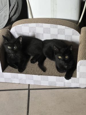 Ebony (courtesy post) Domestic Short Hair Cat