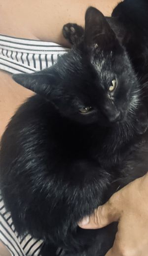 Meet Timmy Lovebug Extraordinaire with a Heart Full of Snuggles Timmy is a 3-mon