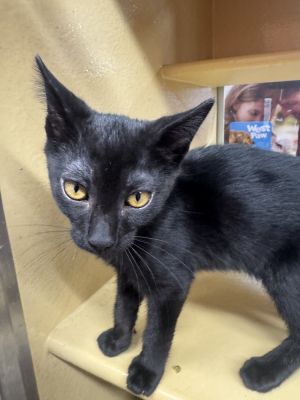 Meet Timmy Lovebug Extraordinaire with a Heart Full of Snuggles Timmy is a 3-month-old black kitten 