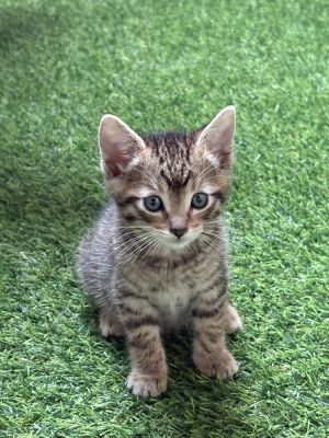 TO BE CONSIDERED FOR ADOPTION Please fill out an application which can be foun