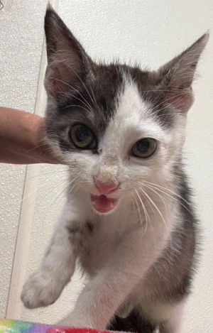 Dawson, Baby Male Domestic Short Hair