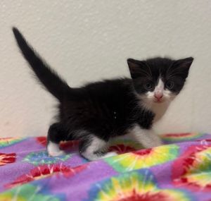 Marian, Baby Female Domestic Short Hair