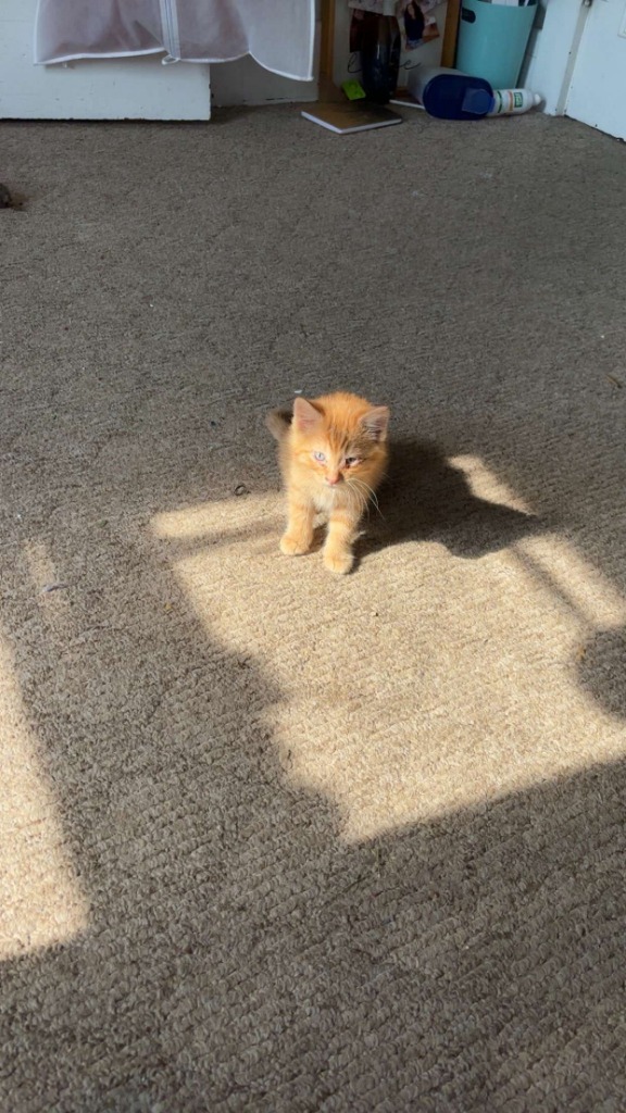 Marmalade - Bonded with Fred