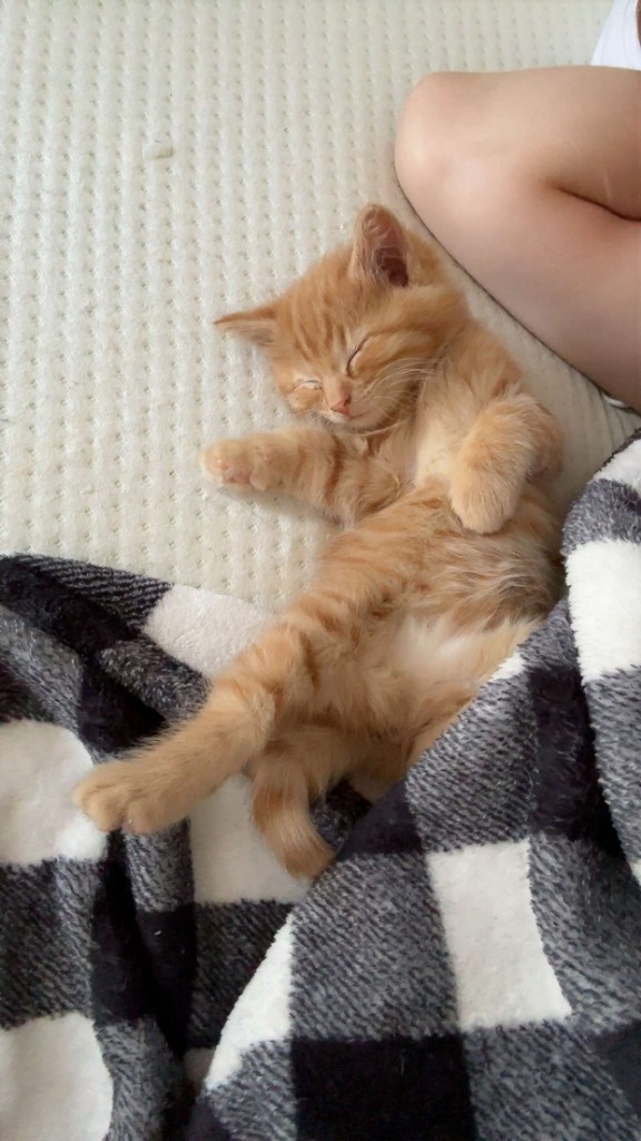 Marmalade - Bonded with Fred