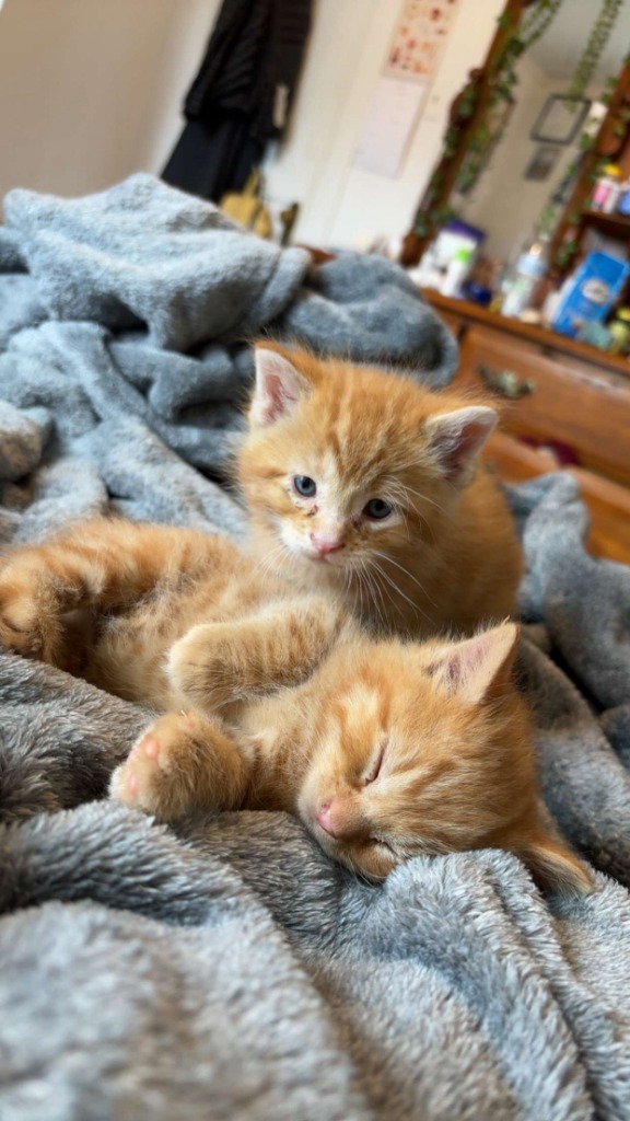 Marmalade - Bonded with Fred