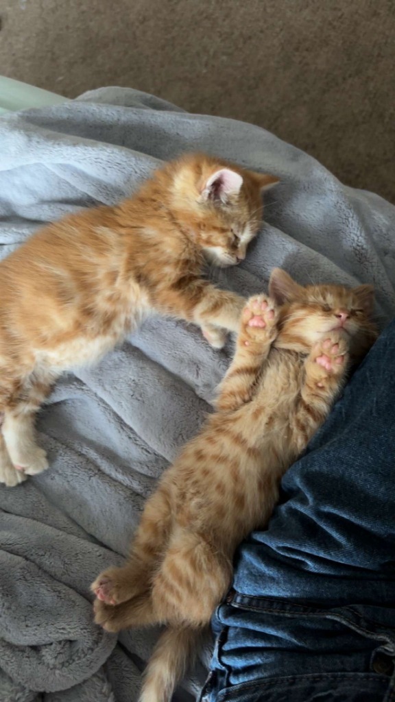 Marmalade - Bonded with Fred