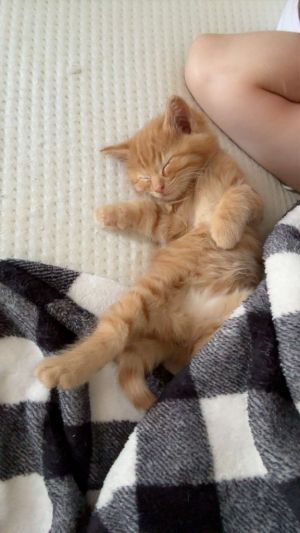 Fred - Bonded with Marmalade, Baby Male Domestic Short Hair