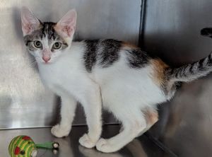 Lena, Baby Female Domestic Medium Hair