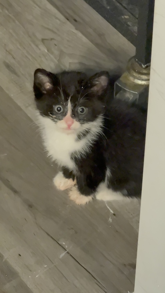 Michael Patrick Porkins photo 1