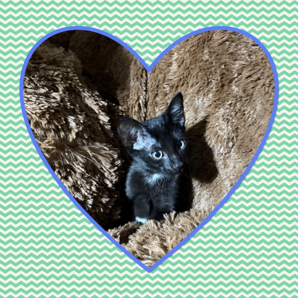 Mr. Midnight