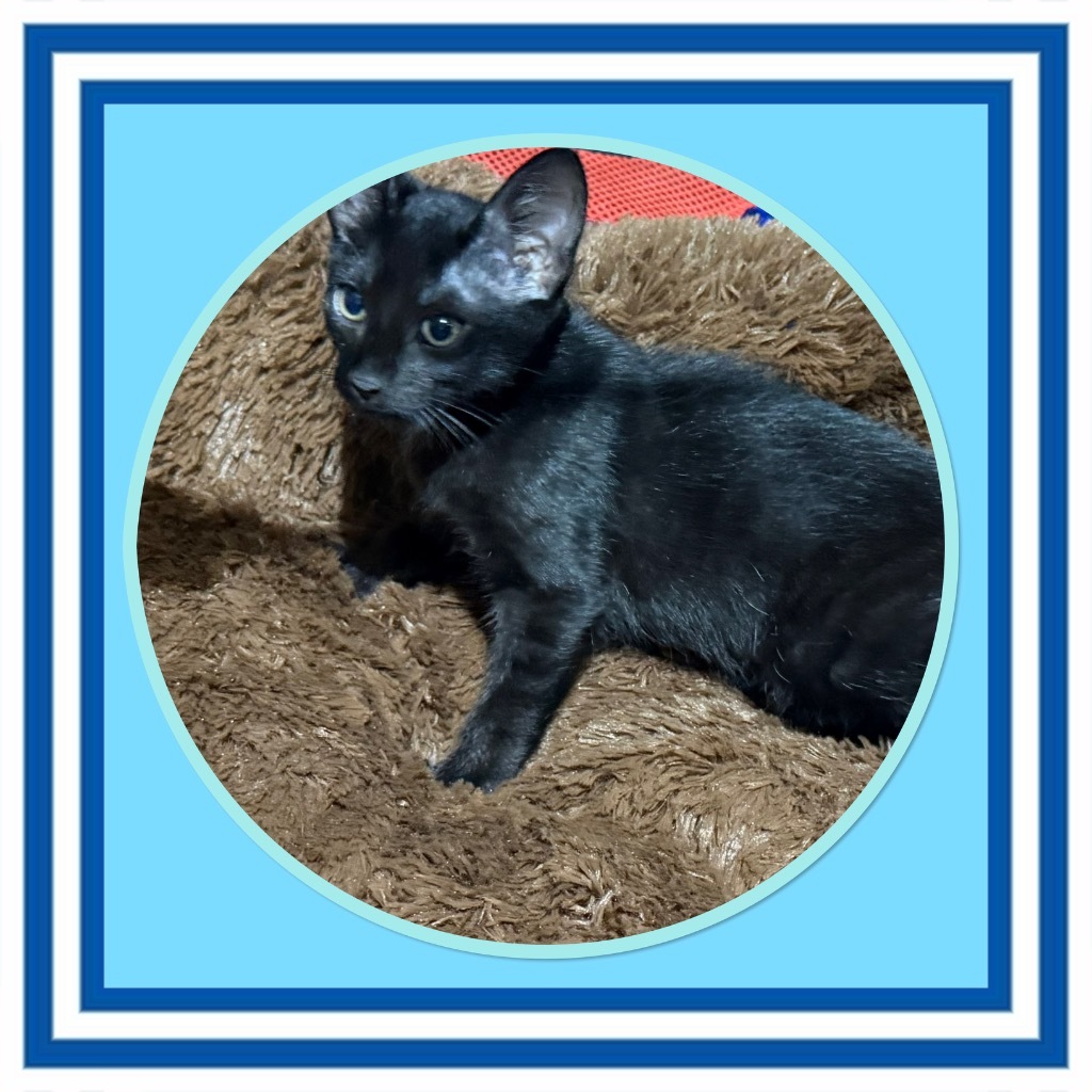 Mr. Midnight