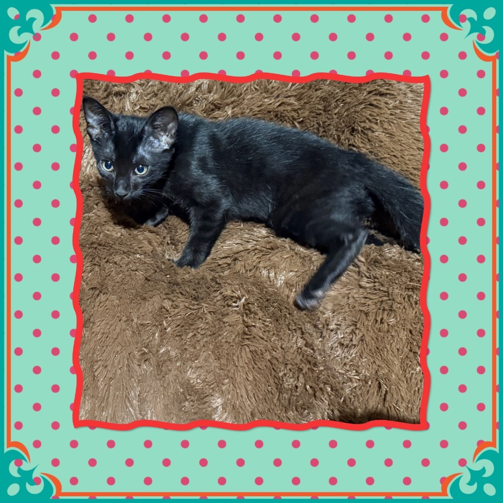Mr. Midnight