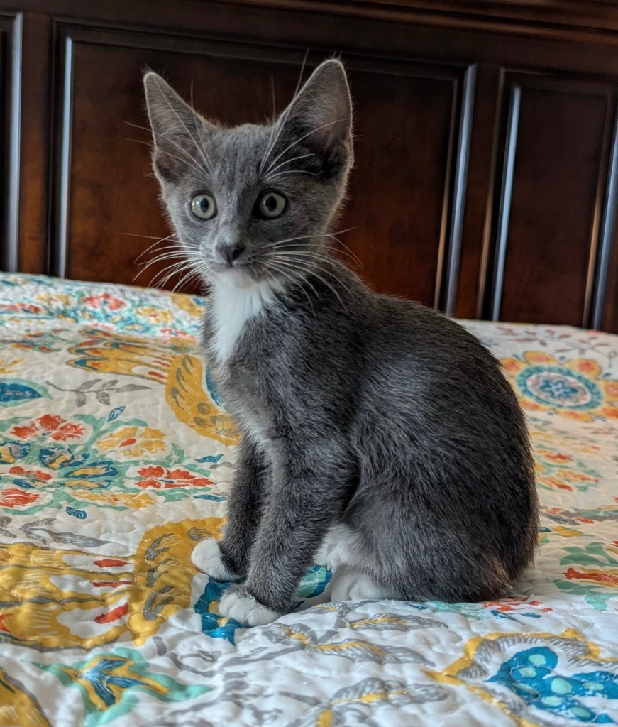 Mr.Cottonsocks