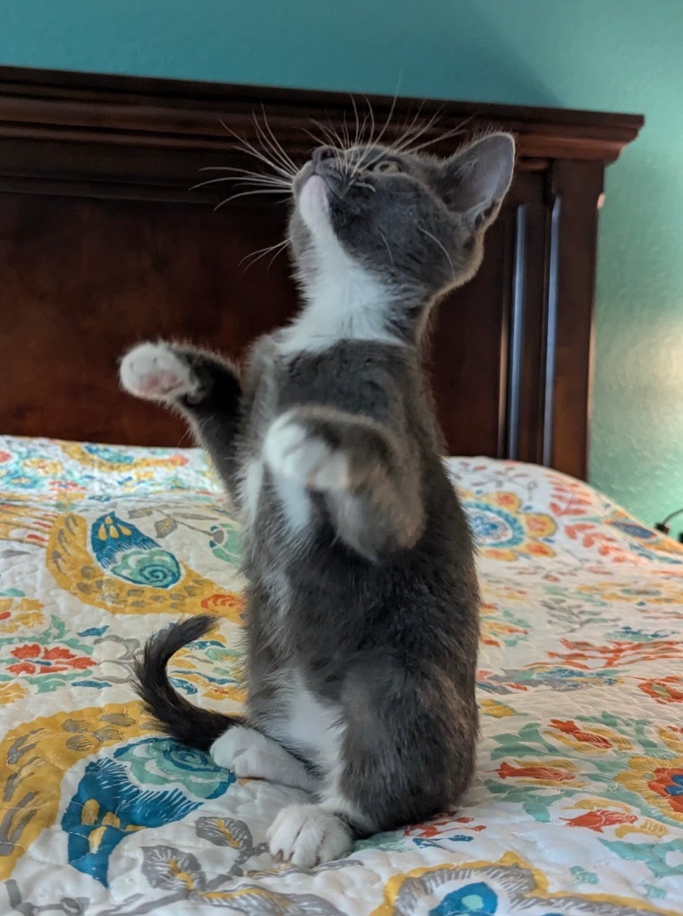 Mr.Cottonsocks