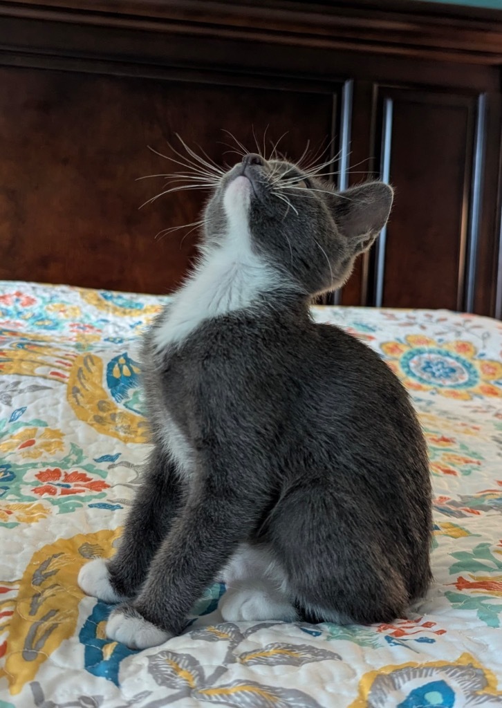 Mr.Cottonsocks
