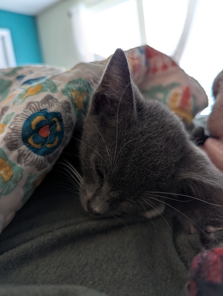 Mr.Cottonsocks