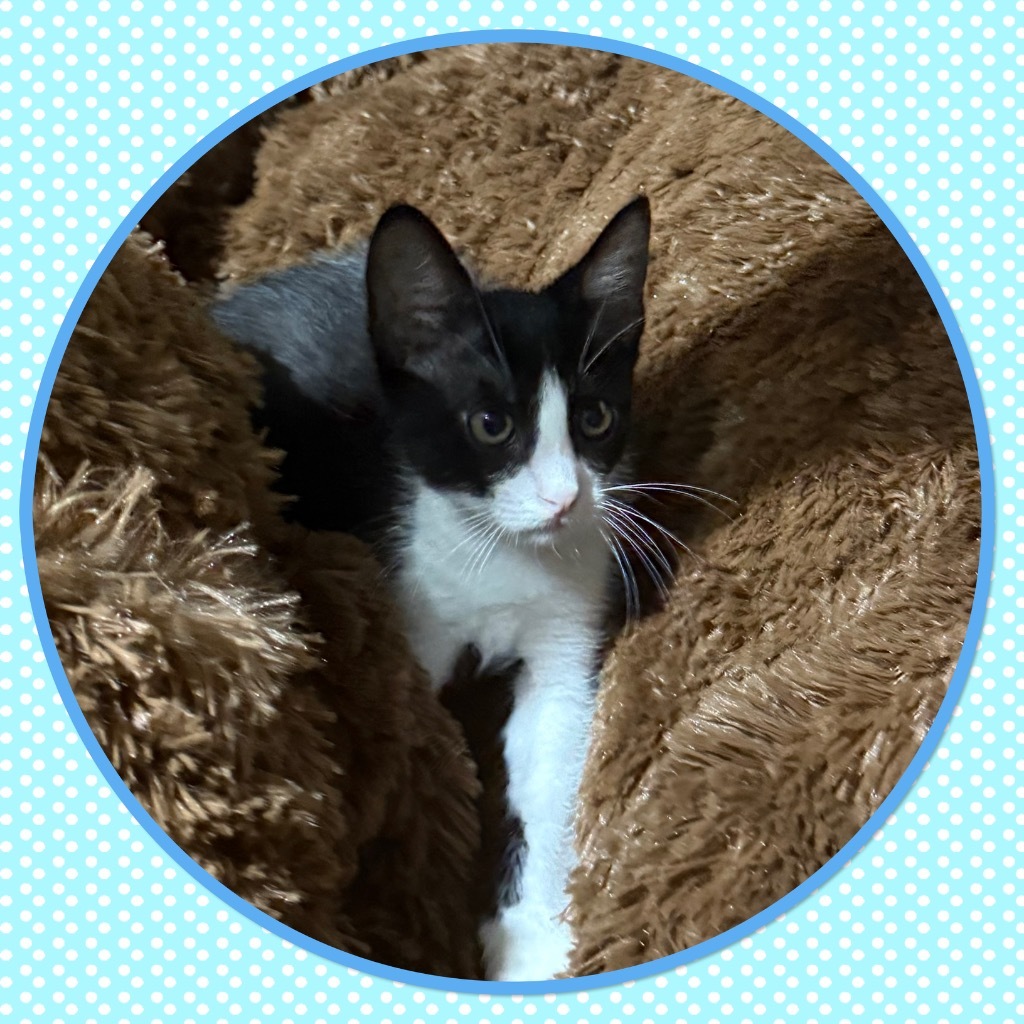 Mr. Oreo