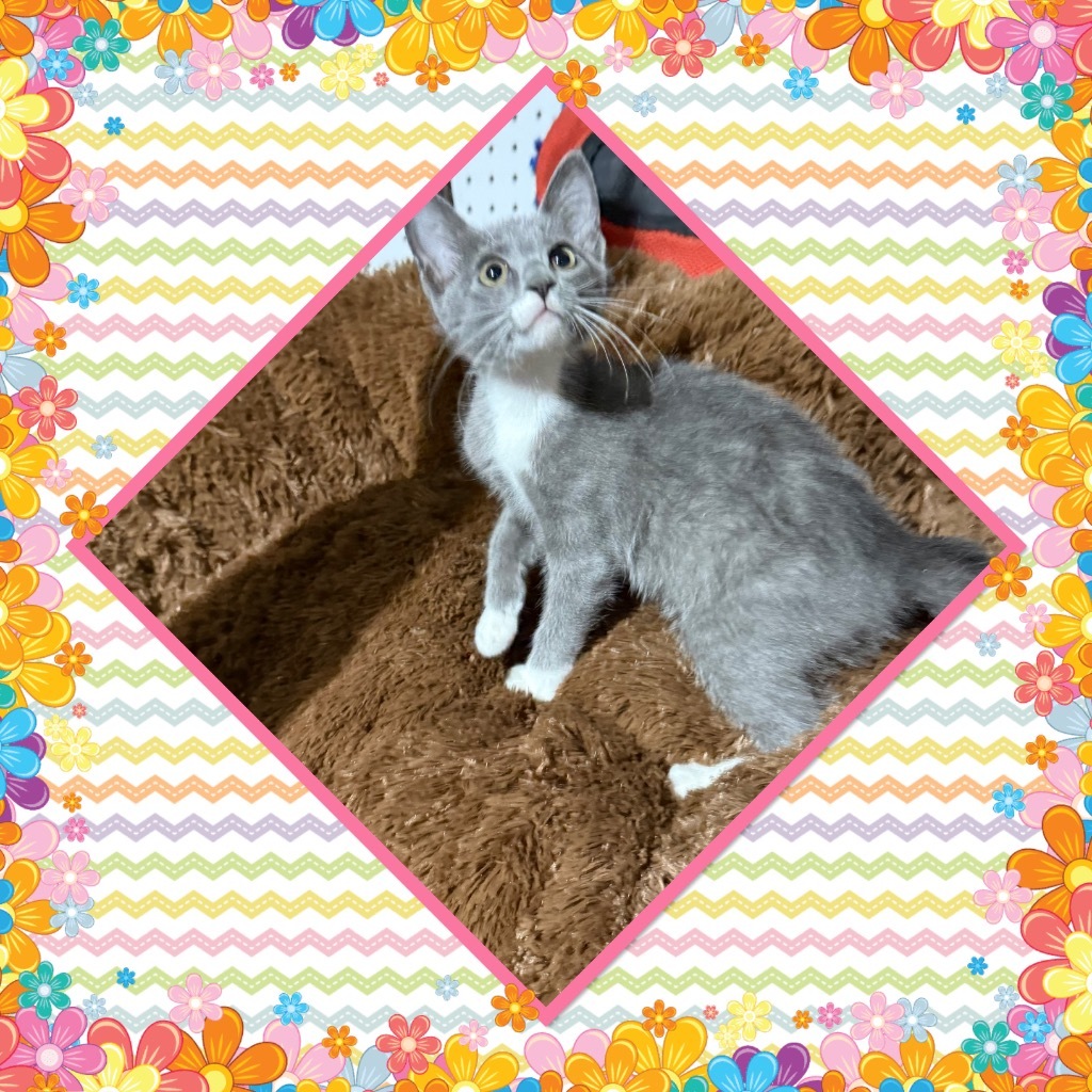 Miss Pepper