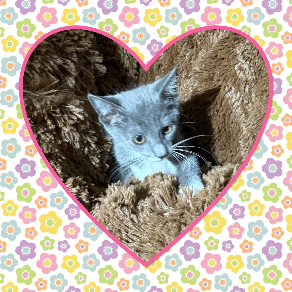 Miss Pepper