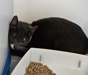 Turtle, Adult Male Domestic Short Hair