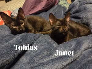 Tobias, Baby Male Domestic Short Hair