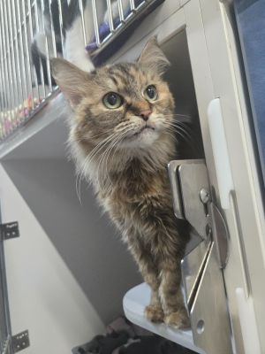 Grace, Senior Female Domestic Long Hair