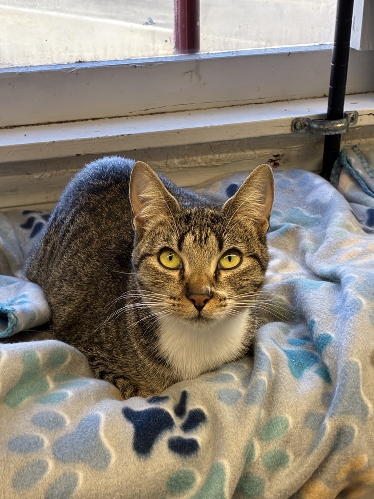 Captivating Artemisa