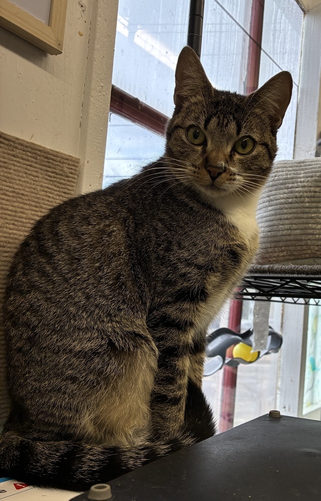 Captivating Artemisa