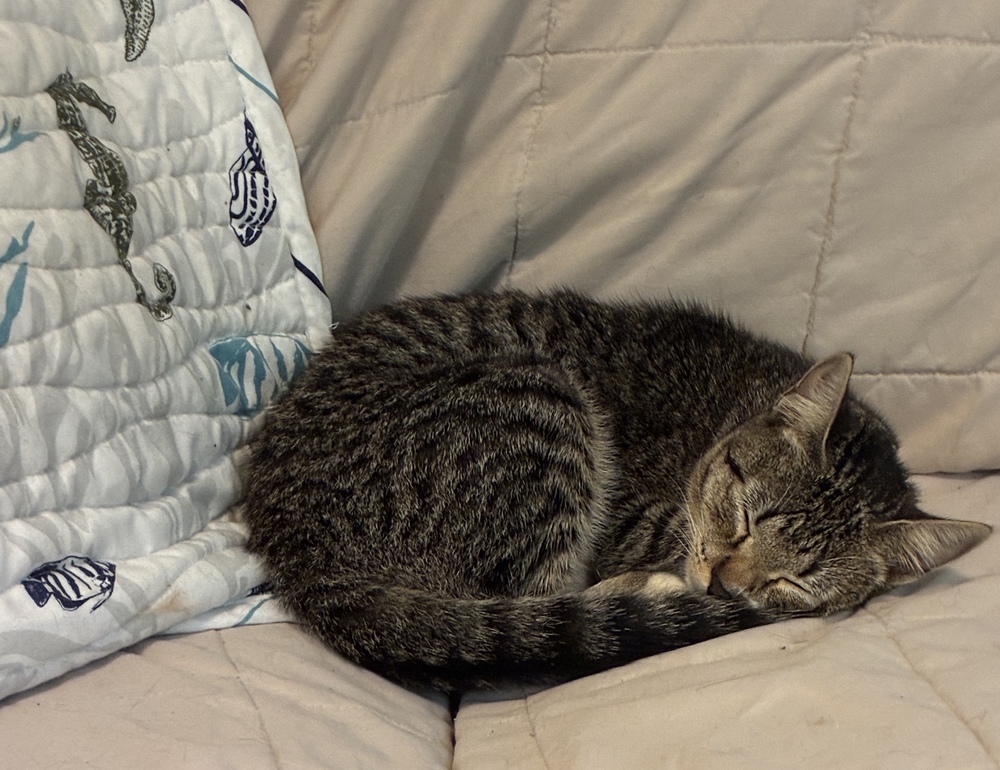 Captivating Artemisa