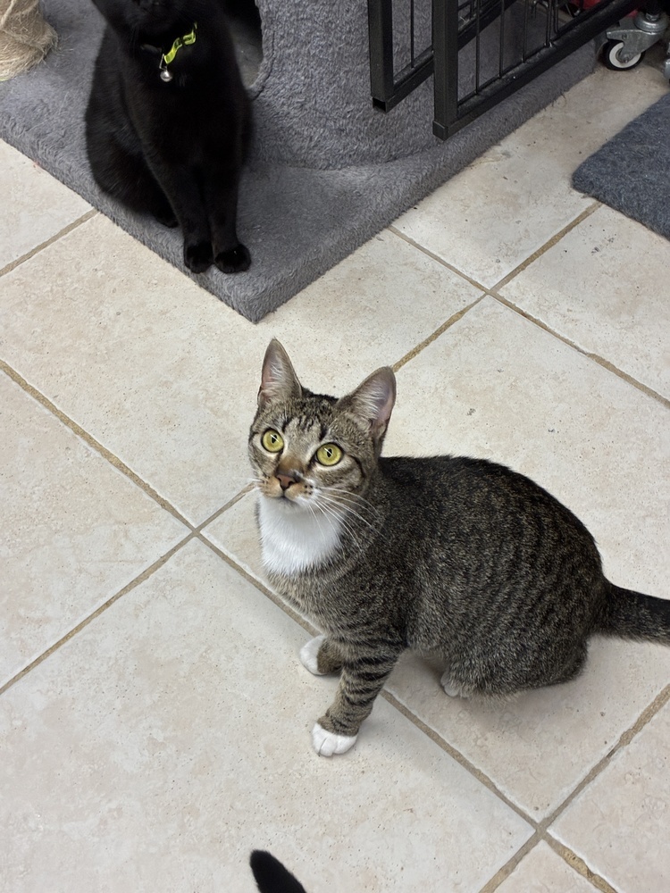 Captivating Artemisa