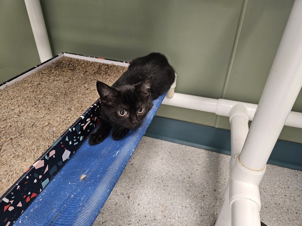 Kitten4, an adoptable Domestic Short Hair in Houghton, MI, 49931 | Photo Image 1