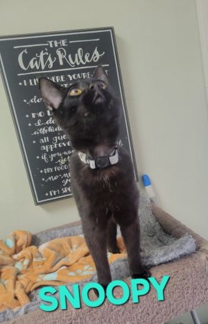 Snoopy Leonidas, Young Male Domestic Short Hair